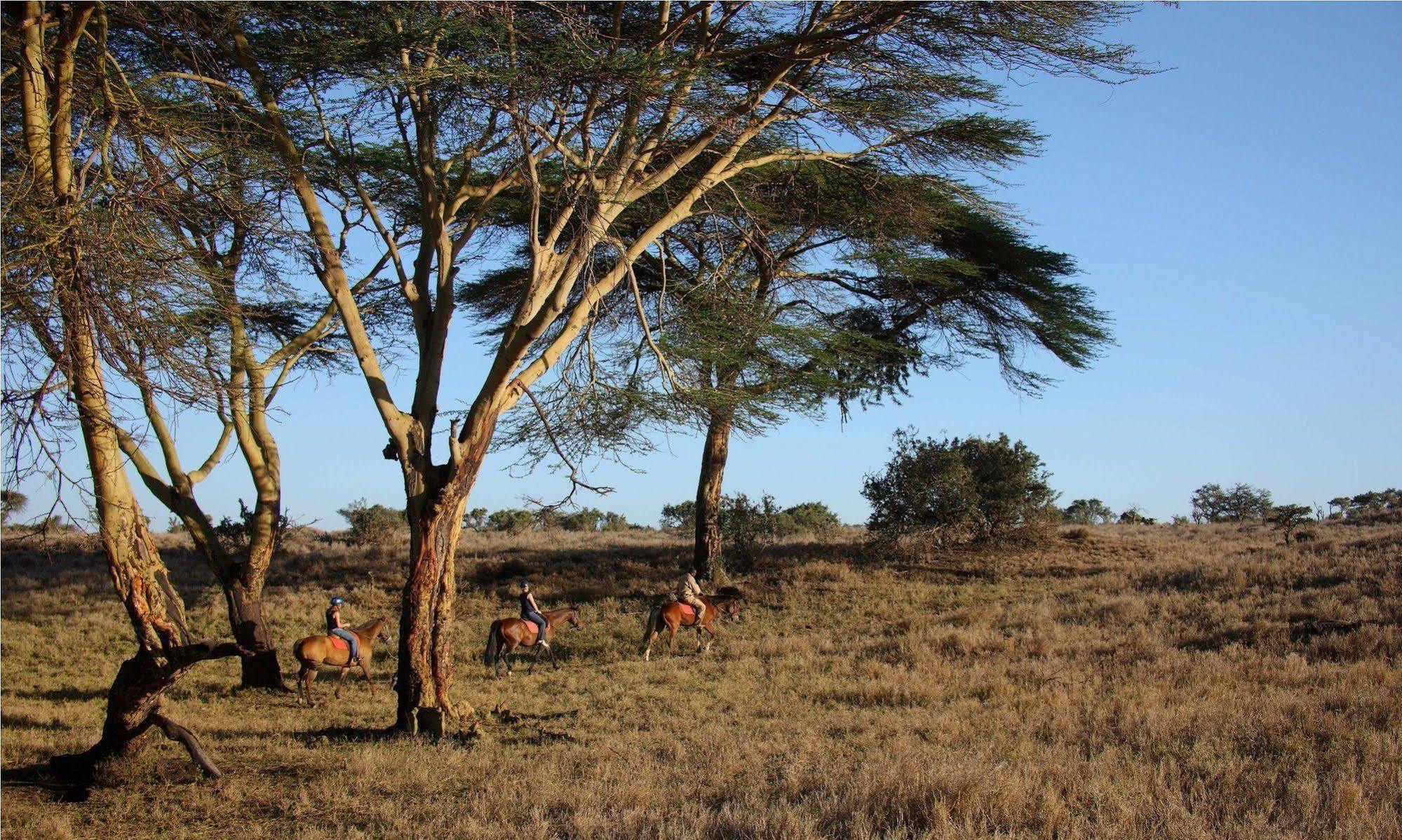 Hotel Elewana Lewa Safari Camp Timau Esterno foto